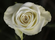 white rose